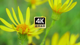 近焦野花花蕊特写视频素材