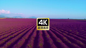 航拍广阔的薰衣草种植园