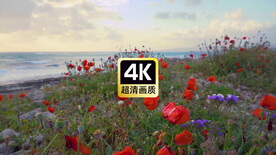 大海边五颜六色的花朵