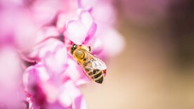蜜蜂