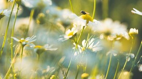 蜜蜂