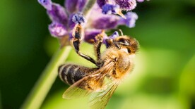 蜜蜂