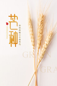 芒种节气传统活动宣传海报素材