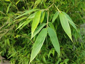 竹子
