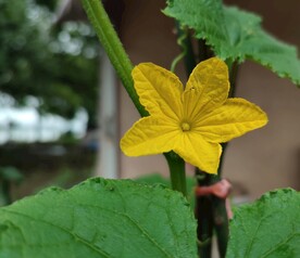 青瓜花