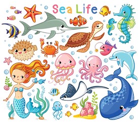 海洋动物