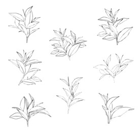 花草矢量线稿素材