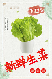 生菜