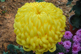 菊花