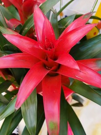 红色花