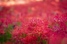 曼珠沙华 彼岸花