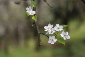 梨花