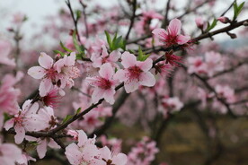 桃花朵朵开