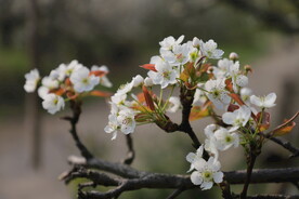 梨花