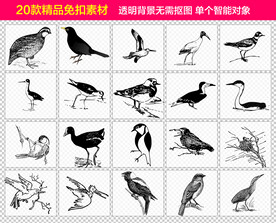 飞鸟免抠素材