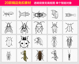 昆虫免抠素材