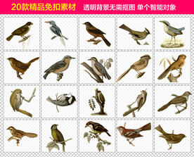 鸟免抠素材