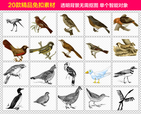 鸟免抠素材