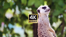 动物素材站岗放哨的蜜獾