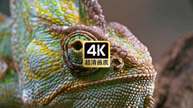 动物素材特写变色龙