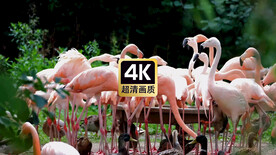 动物素材成群觅食的火烈鸟