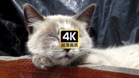 动物素材睡着的猫