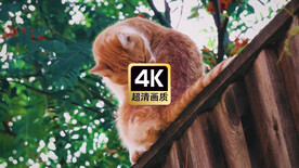 动物素材树荫下梳理毛发的猫