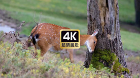 动物素材林中休息的梅花鹿