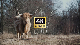 动物素材树林中觅食的牦牛