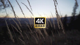 短视频素材风中麦穗特色