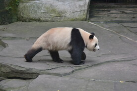 大熊猫