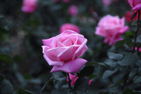 深圳人民公园玫瑰花