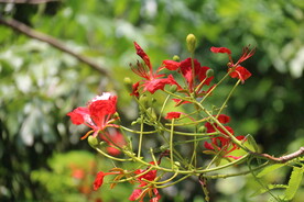 凤凰花