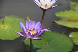 睡莲