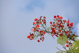 凤凰花