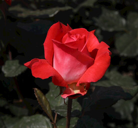 月季花