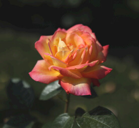 花卉