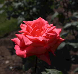 月季花