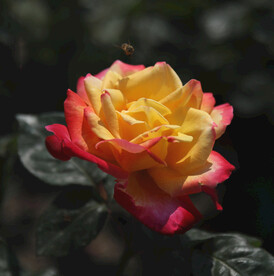 月季花