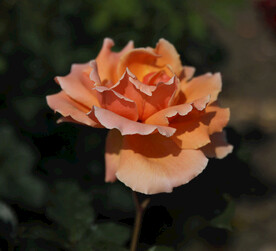月季花