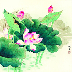 荷花图