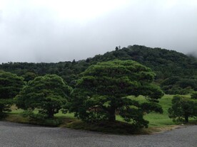 松树