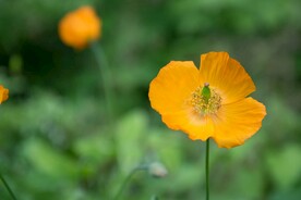 黄色的罂粟花 