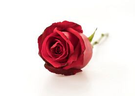 红玫瑰