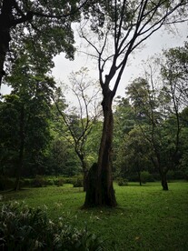 树林