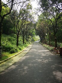 林荫道