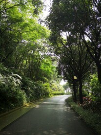 林荫道