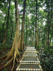 树林和道路