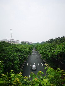 树林和道路