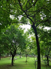 树林
